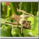 Pholidoptera griseoaptera - Strauchschrecke m05.jpg